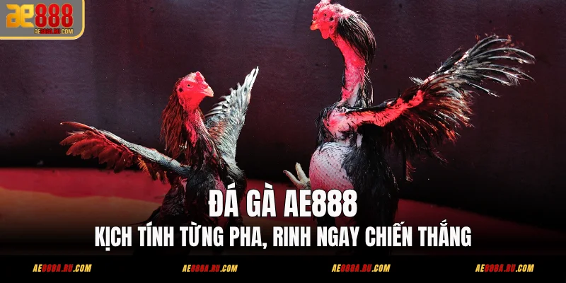 Đá Gà AE888 – Trực Tiếp Thomo 4 Sảnh Từ Châu Á 1 Đá Gà AE888 - Kịch Tính Từng Pha, Rinh Ngay Chiến Thắng