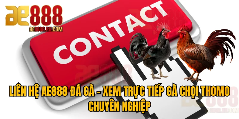 Liên Hệ AE888 – Kênh Hỗ Trợ Kèo Đá Gà Chính Thức 24/7 1 liên hệ AE888 đá gà xem trực tiếp gà chọi tại đây