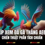 Bí Kíp Xem Đá Gà Thắng AE888 - Chiến Thuật Phân Tích Chuẩn