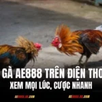 Đá Gà AE888 Trên Điện Thoại – Xem Mọi Lúc, Cược Nhanh