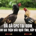 Đá Gà CPC Tại ODIN – Tham Gia Trận Đấu Kịch Tính, Hấp Dẫn