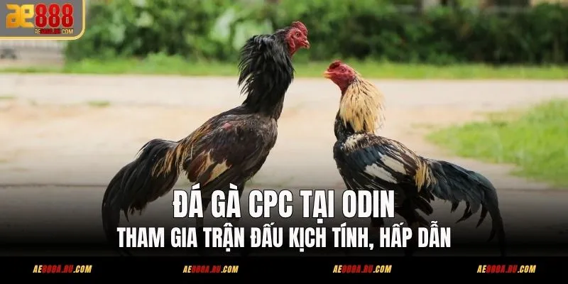 Đá Gà CPC Tại ODIN – Tham Gia Trận Đấu Kịch Tính, Hấp Dẫn