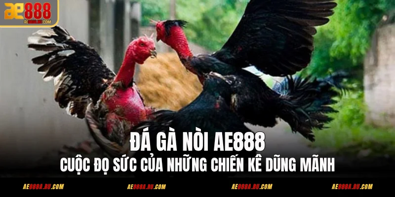 Đá Gà Nòi AE888 – Cuộc Đọ Sức Của Những Chiến Kê Dũng Mãnh