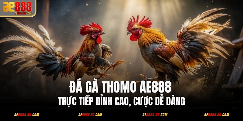Đá Gà Thomo AE888 - Trực Tiếp Đỉnh Cao, Cược Dễ Dàng