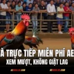 Đá Gà Trực Tiếp Miễn Phí AE888 – Xem Mượt, Không Giật Lag