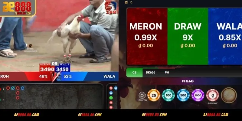Đá Gà Trực Tiếp Miễn Phí AE888 – Xem Stream 5 Sảnh 4 4 bước vào xem đá gà trực tiếp miễn phí AE888