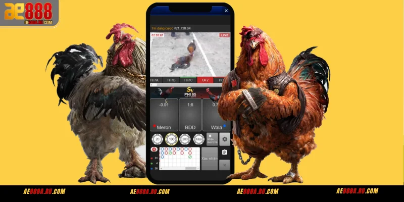 Bí Kíp Đá Gà AE888 Lên Kèo Thắng Đậm – 5 Mẹo Khi Xem Trận 3 Nhận diện gà mạnh yếu ngay trên stream AE888