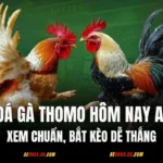 Lịch Đá Gà Thomo Hôm Nay AE888 – Xem Chuẩn, Bắt Kèo Dễ Thắng
