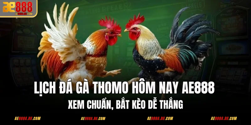 Lịch Đá Gà Thomo Hôm Nay AE888 – Xem Chuẩn, Bắt Kèo Dễ Thắng